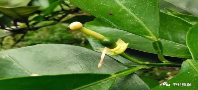 柑橘四月管理（花期、謝花期、保果期）