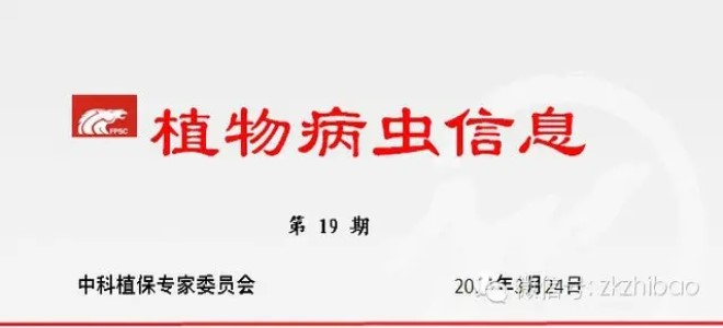 水稻的浸種催芽及防止爛秧技術