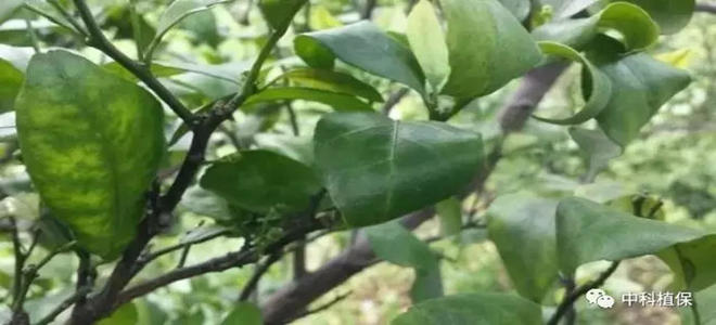 紅蜘蛛、黃蜘蛛與白蜘蛛如何辨別？柑橘螨類防控大全