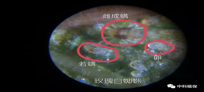 柑橘紅蜘蛛、黃蜘蛛與白蜘蛛的識別與發生規律