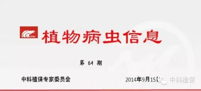 認真分析病蟲發生情況，全面打好晚稻保穗戰役