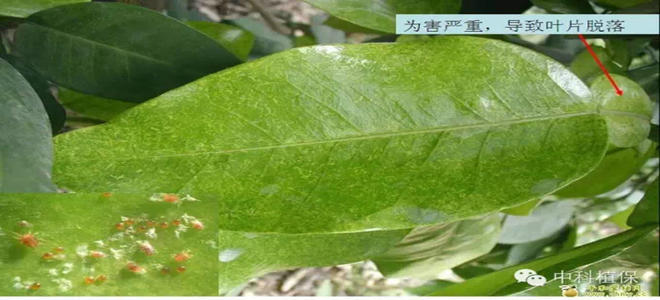 柑橘紅蜘蛛防治要點及方案