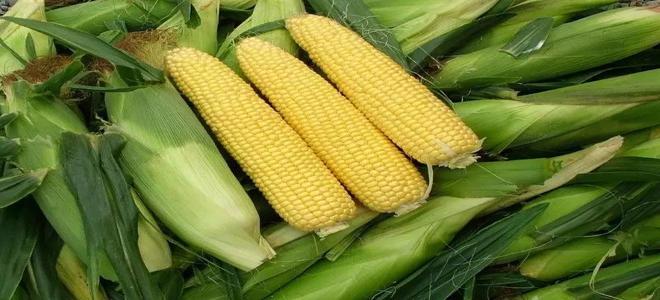 抓住時期防治玉米褐斑病