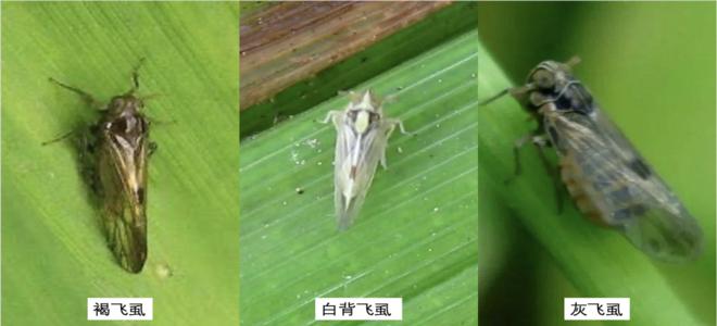 橫掃/金烈/尤嘉——高效防治稻飛虱產品