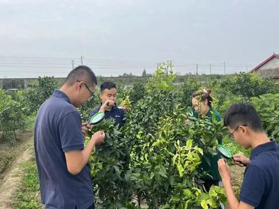 試驗探精微 實踐出真知 柑橘紅蜘蛛生測試驗四期、五期開始啦！