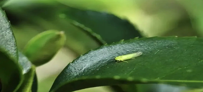 茶葉主要蟲害--防控方案