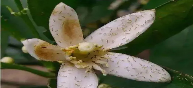 臍橙開花期病蟲害防治